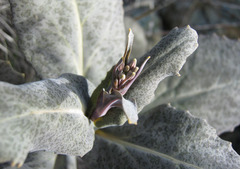 Caulanthus amplexicaulis barbarae