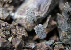 Caulanthus amplexicaulis barbarae