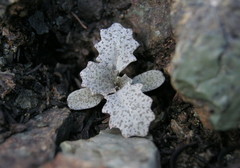 Caulanthus amplexicaulis barbarae