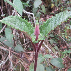 Munnozia senecionidis