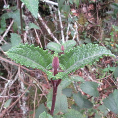 Munnozia senecionidis