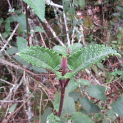 Munnozia senecionidis