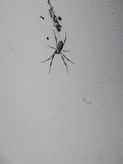 Trichonephila edulis