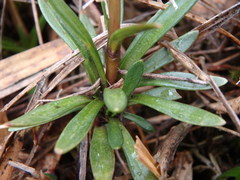 Gentianella corymbosa