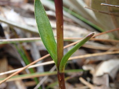 Gentianella corymbosa