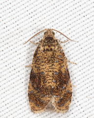 Olethreutes astrologana