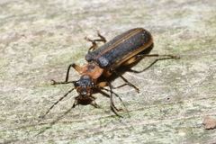 Podabrus basillaris