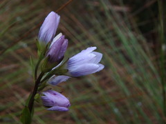 Gentianella corymbosa