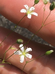Arenarieae