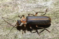 Podabrus basillaris