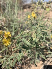 Pomaria jamesii