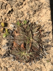 Plantago triandra