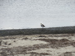 Vanellus miles novaehollandiae