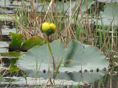 Nuphar advena image