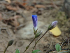 Evolvulus bogotensis