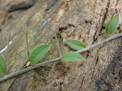 Evolvulus bogotensis