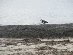 Vanellus miles novaehollandiae