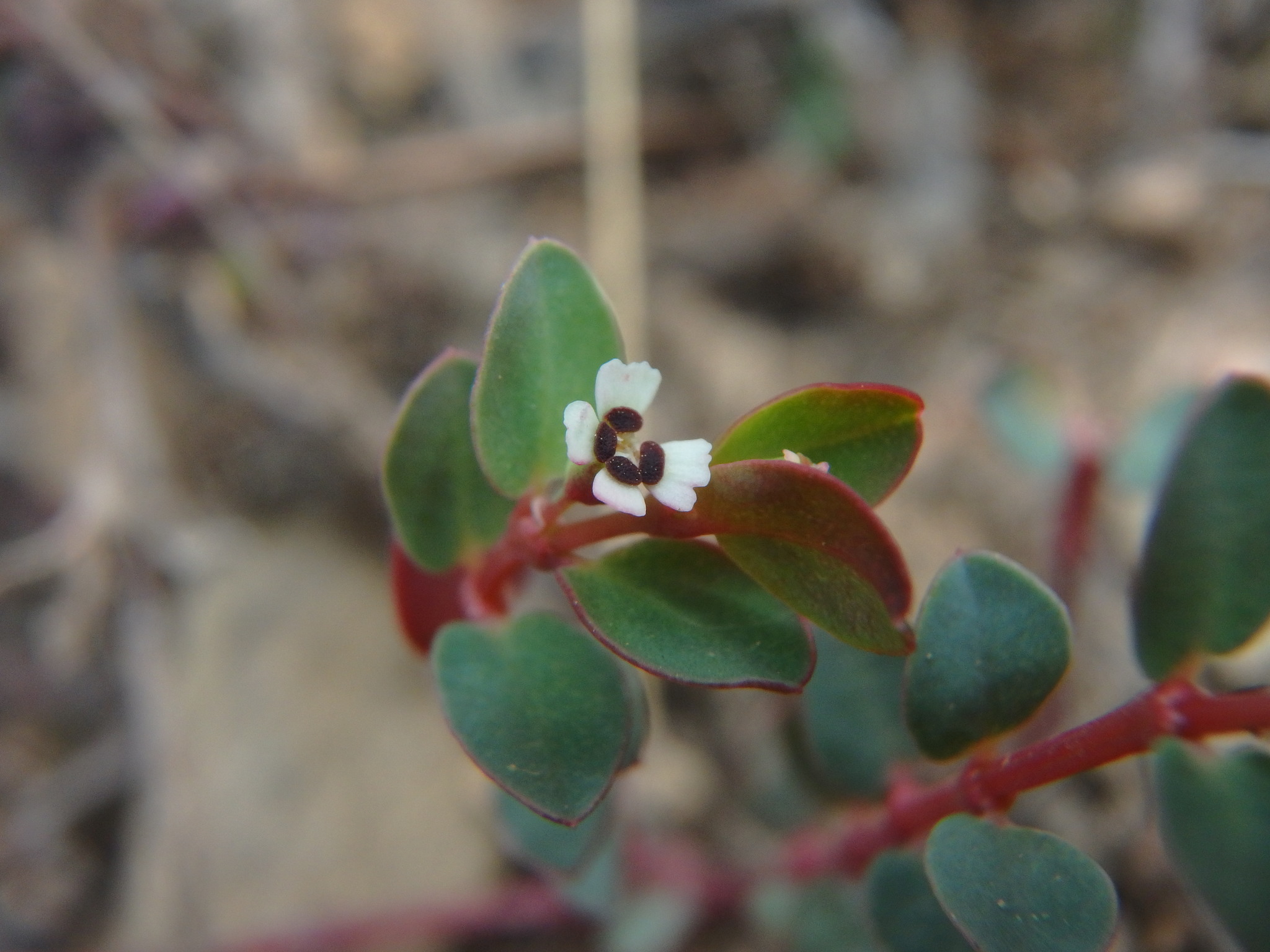 Euphorbia orbiculata