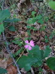 Silene hookeri