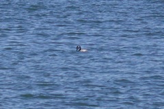 Aechmophorus clarkii