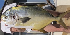Trachinotus anak