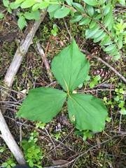 Trillium ovatum