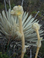 Espeletia congestiflora