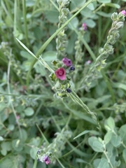 Cynoglossum officinale