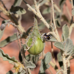 Solanum chippendalei