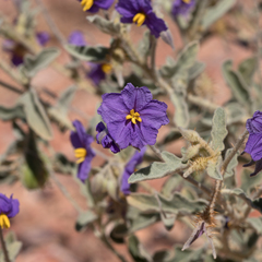 Solanum chippendalei