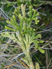 Diphasiastrum thyoides