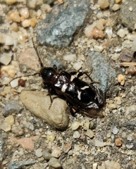 Phymatodes nitidus