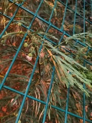 Leucaena leucocephala