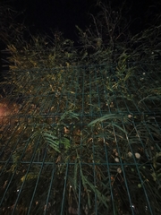 Leucaena leucocephala