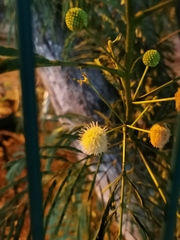 Leucaena leucocephala