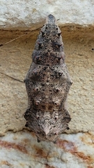 Nymphalis antiopa