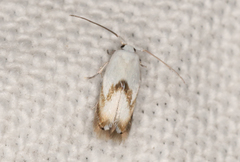 Opostegoides gephyraea