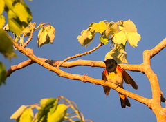 Setophaga ruticilla image