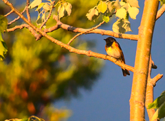 Setophaga ruticilla image
