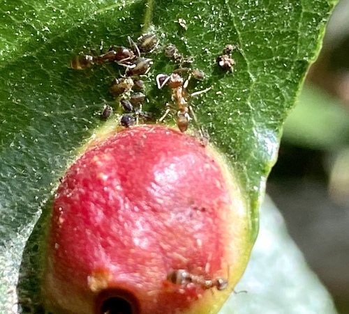 iNaturalist observation photo of Ants, Bees, Wasps, and Sawflies