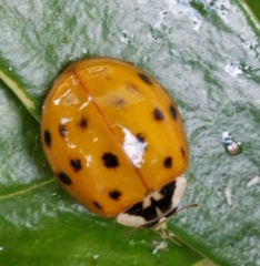 Harmonia axyridis