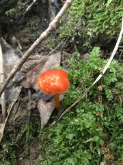 Hygrocybe minutula