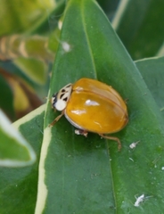 Harmonia axyridis