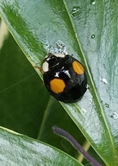 Harmonia axyridis