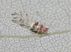 Drepanaphis acerifoliae