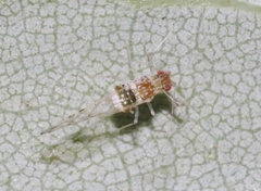 Drepanaphis acerifoliae