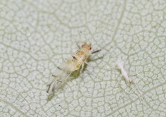 Drepanaphis acerifoliae