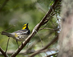 Setophaga virens image