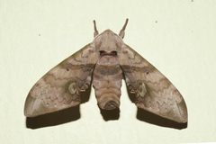 Daphnusa