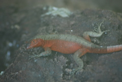 Microlophus duncanensis